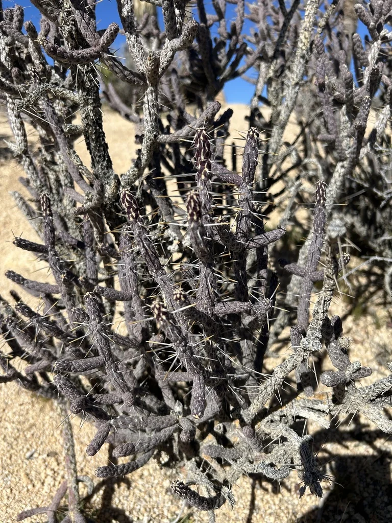 Cylindropuntia Ramosissima