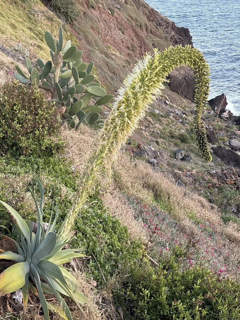Agave Attenuata