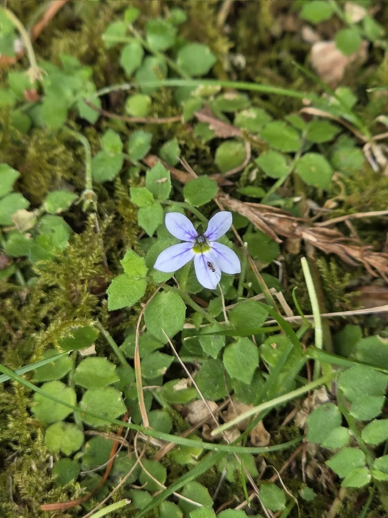 Pratia Pedunculata