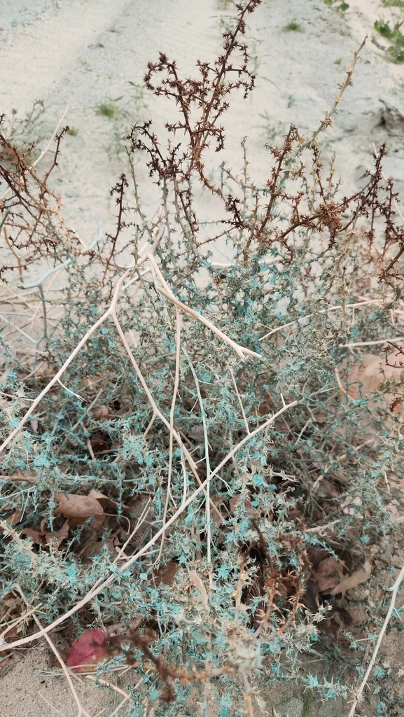 Ambrosia Dumosa