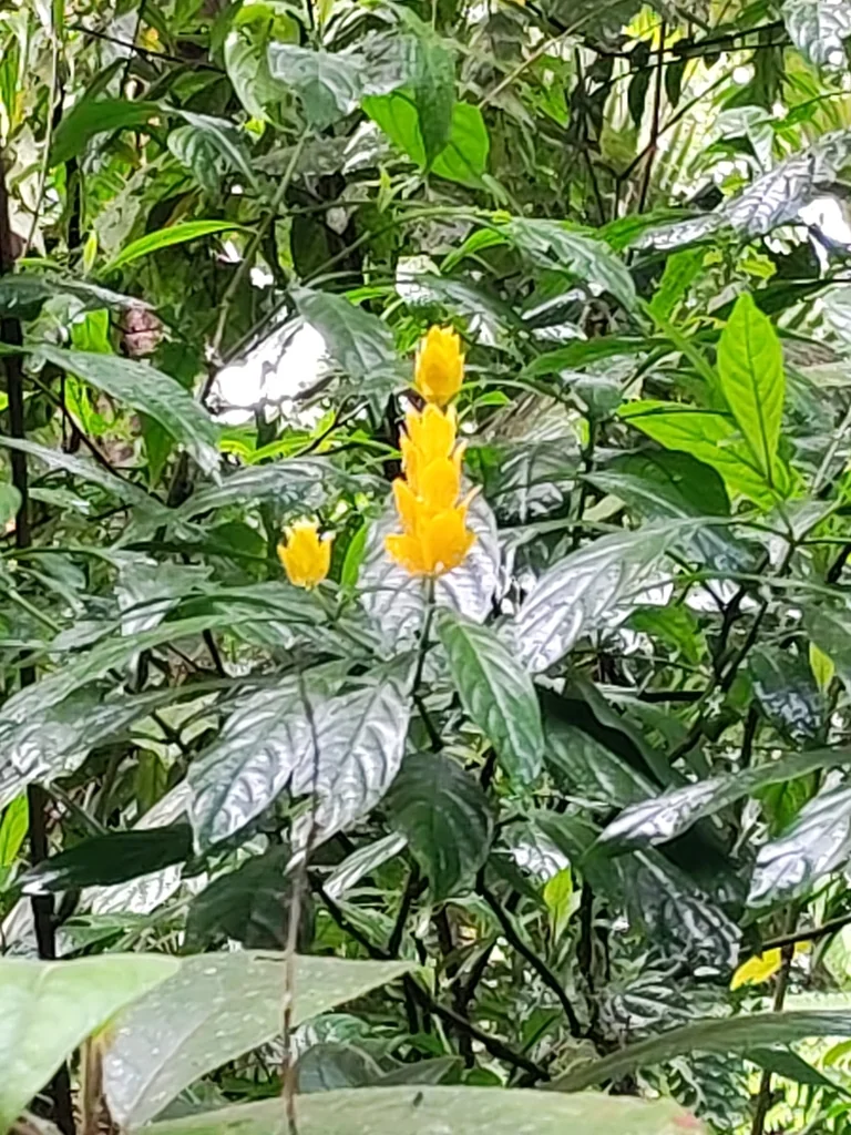 Pachystachys Lutea