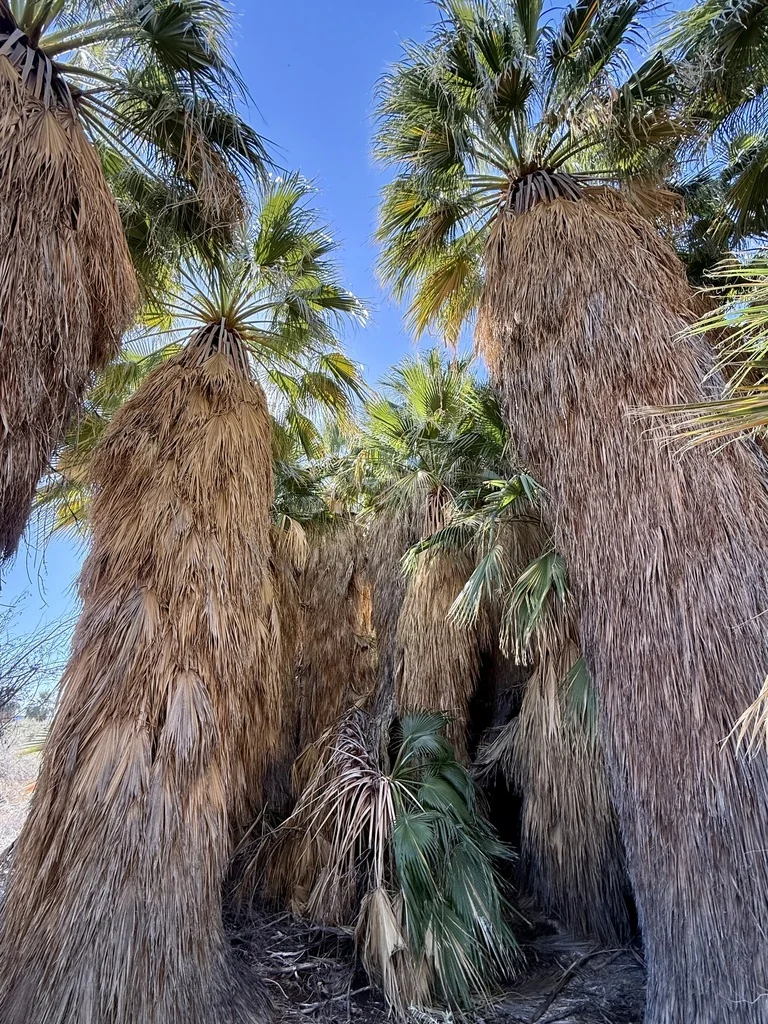 Washingtonia Filifera