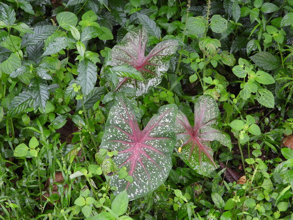 Caladium hortulanum
