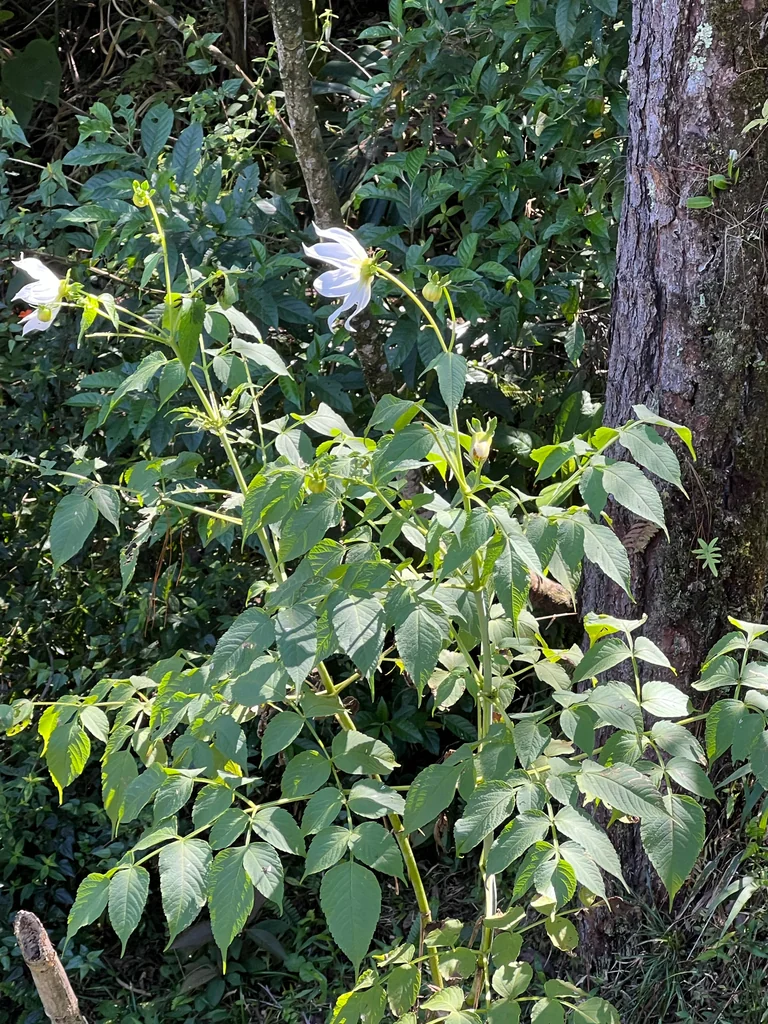 Dahlia Imperialis