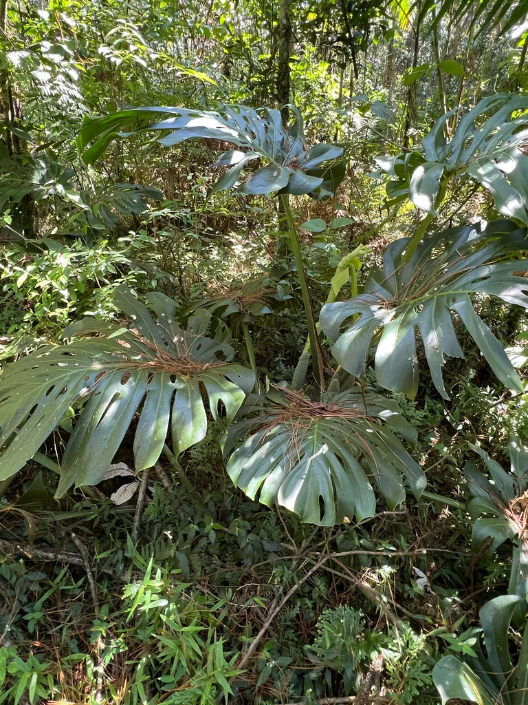Monstera deliciosa