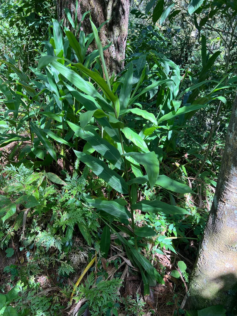 Hedychium Coronarium
