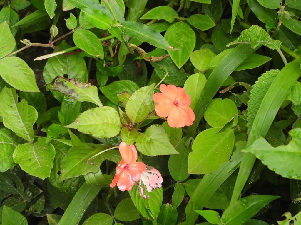 Impatiens walleriana