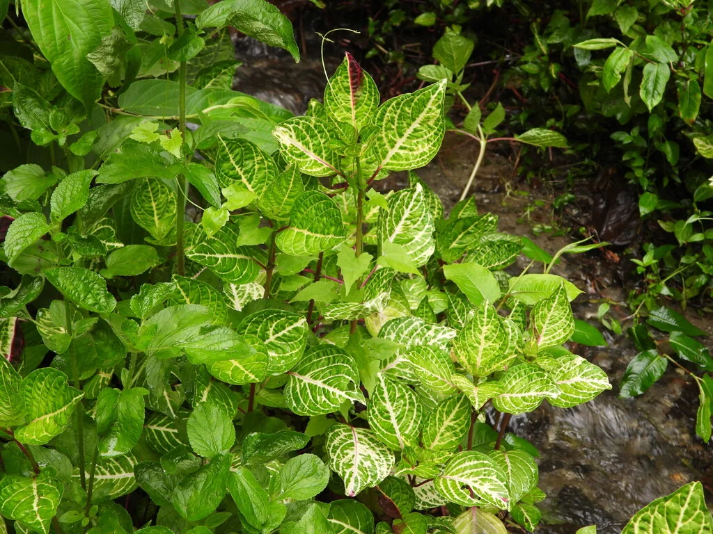 Iresine Herbstii