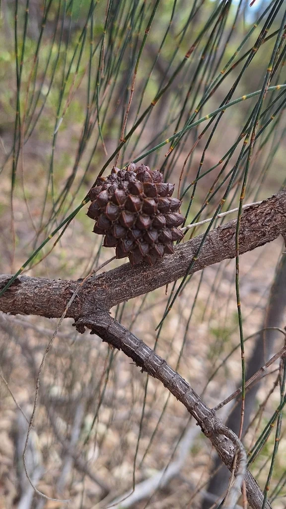 Casuarina stricta