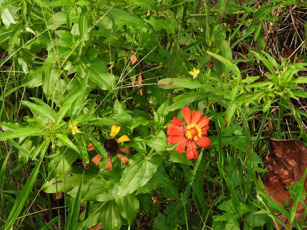 Zinnia Elegans