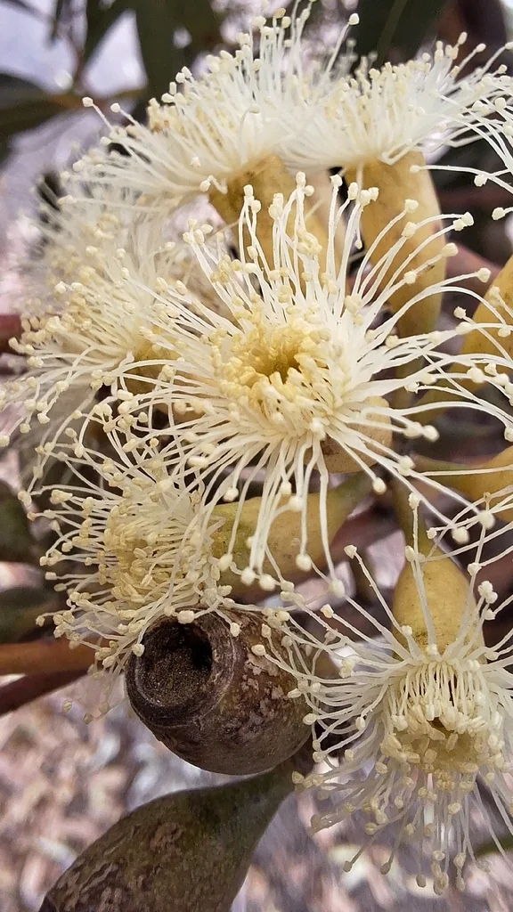 Eucalyptus Cladocalyx