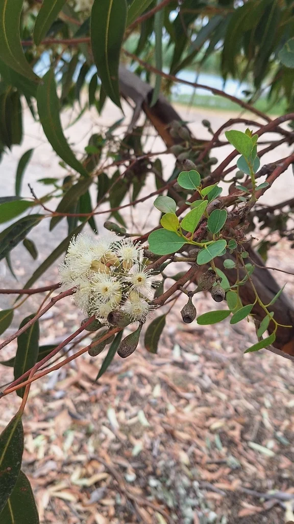 Eucalyptus Cladocalyx