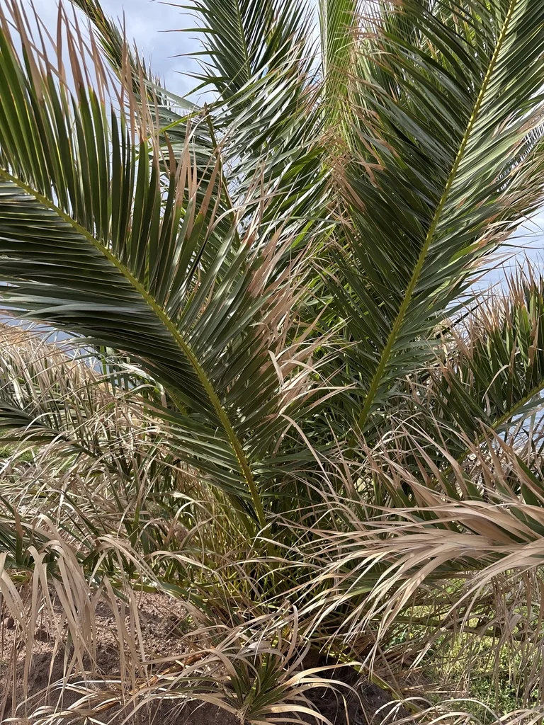 Phoenix Canariensis