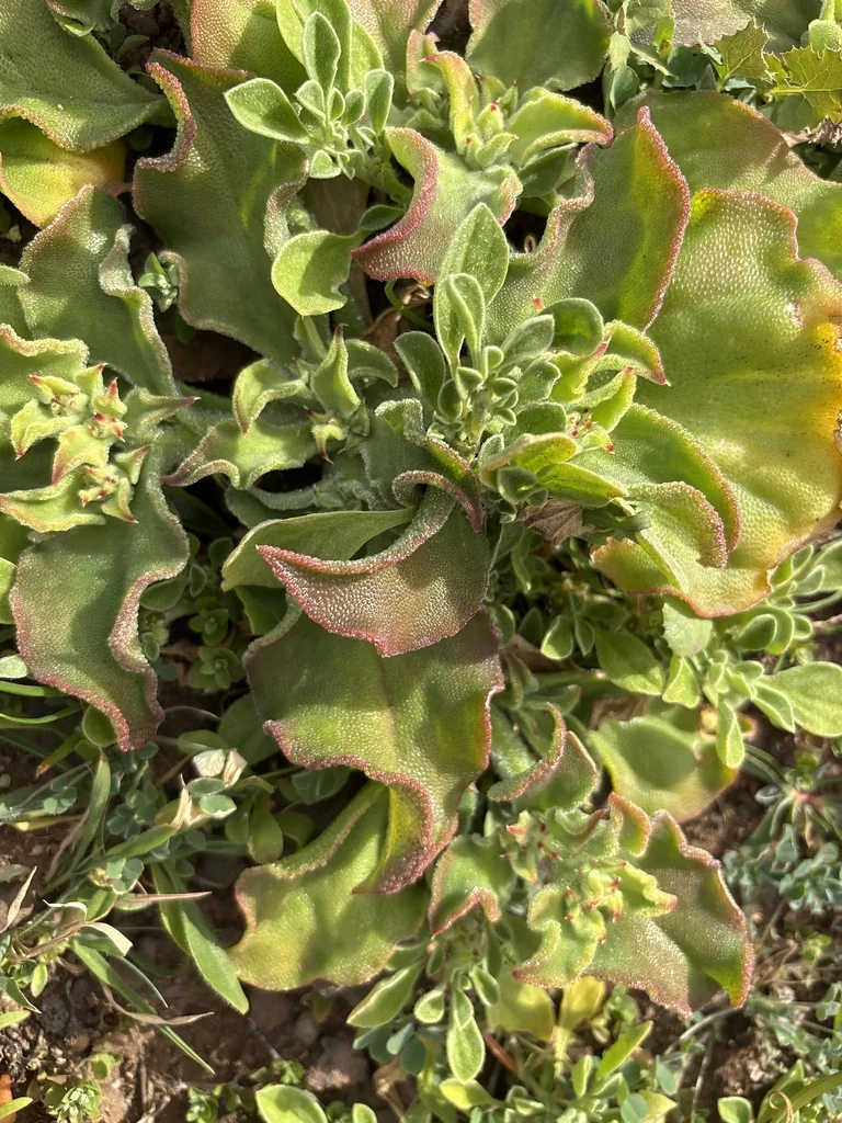 Mesembryanthemum Crystallinum