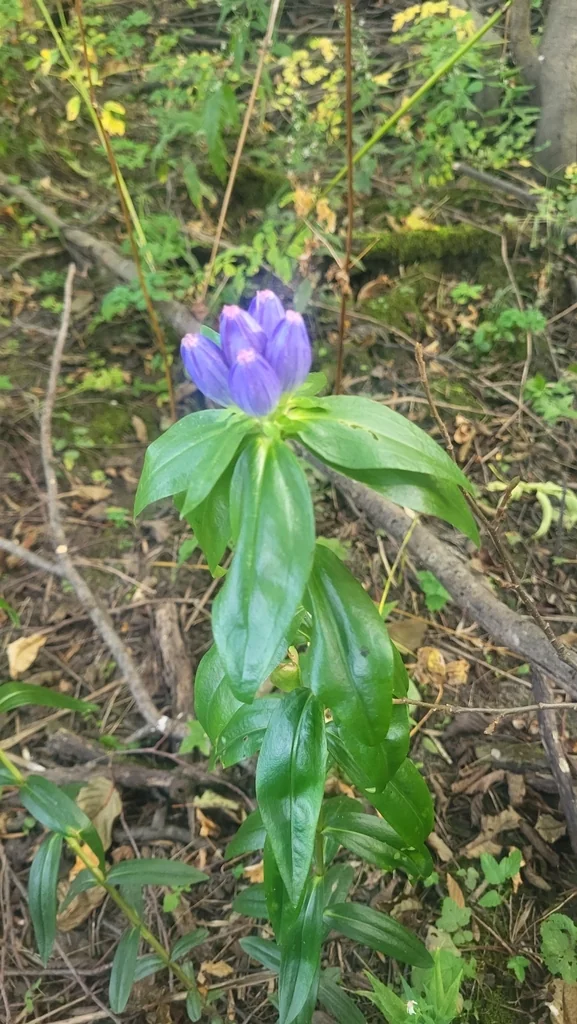 Gentiana Andrewsii