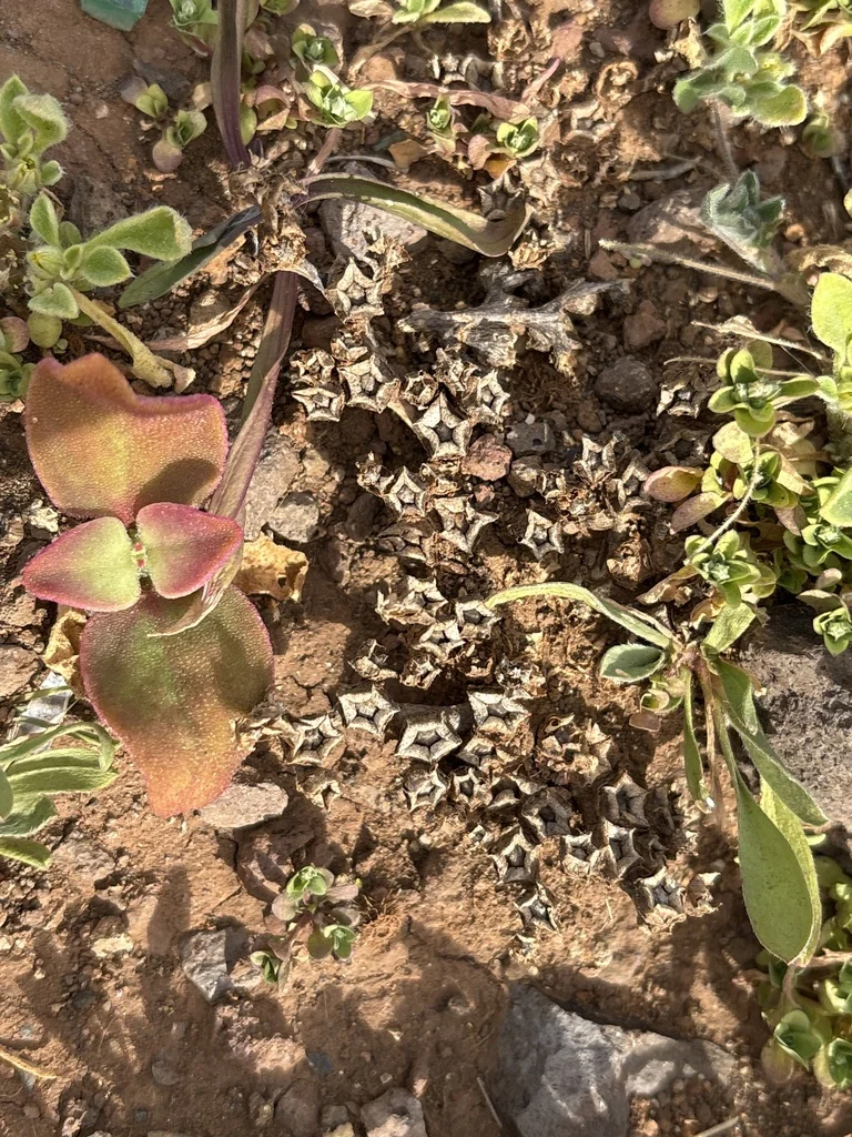 Mesembryanthemum Crystallinum