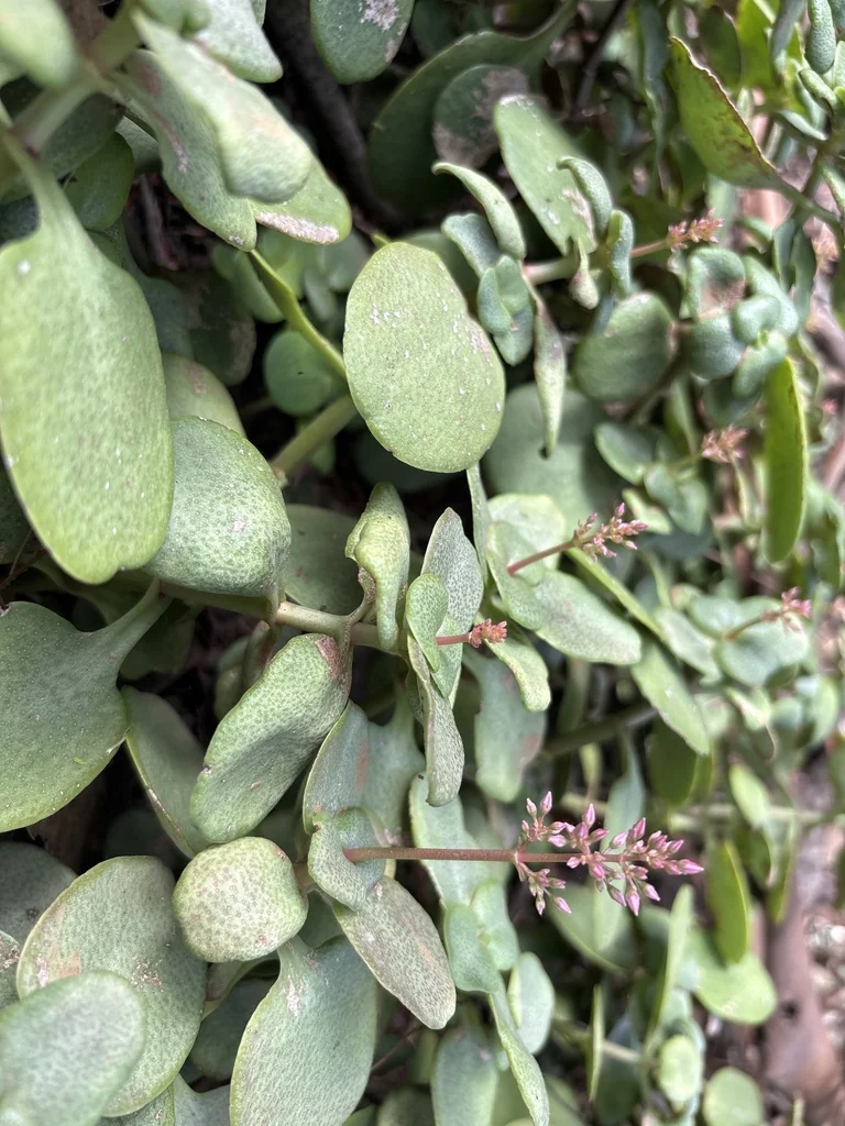 Crassula Multicava