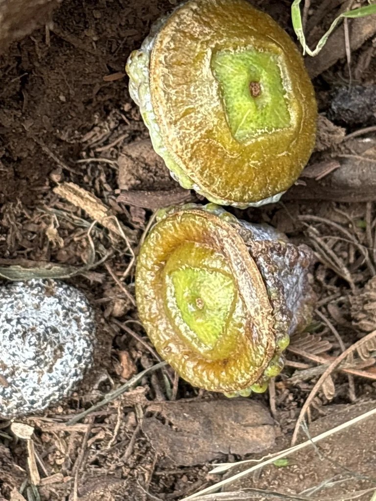 Eucalyptus Globulus