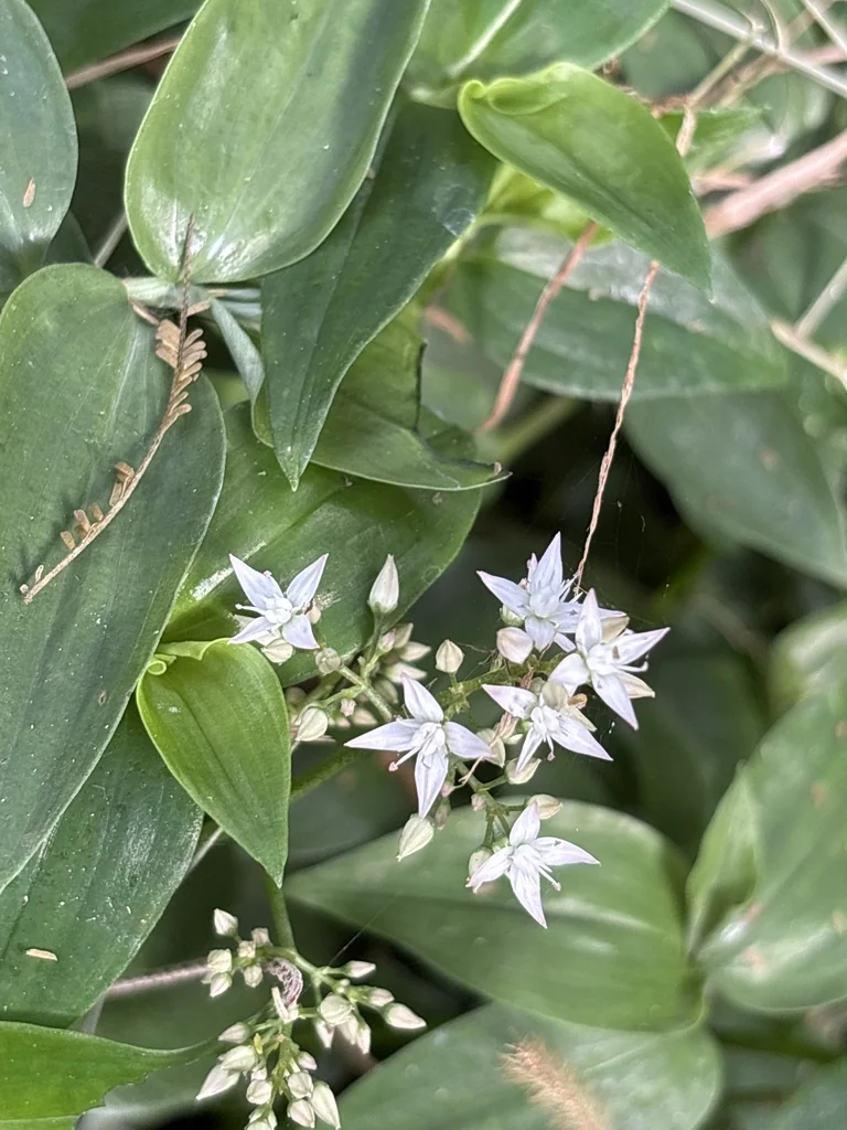 Crassula Multicava
