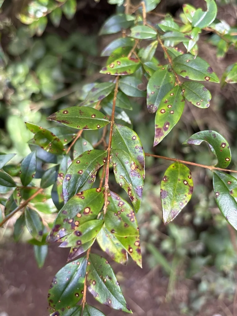 Myrtus Communis