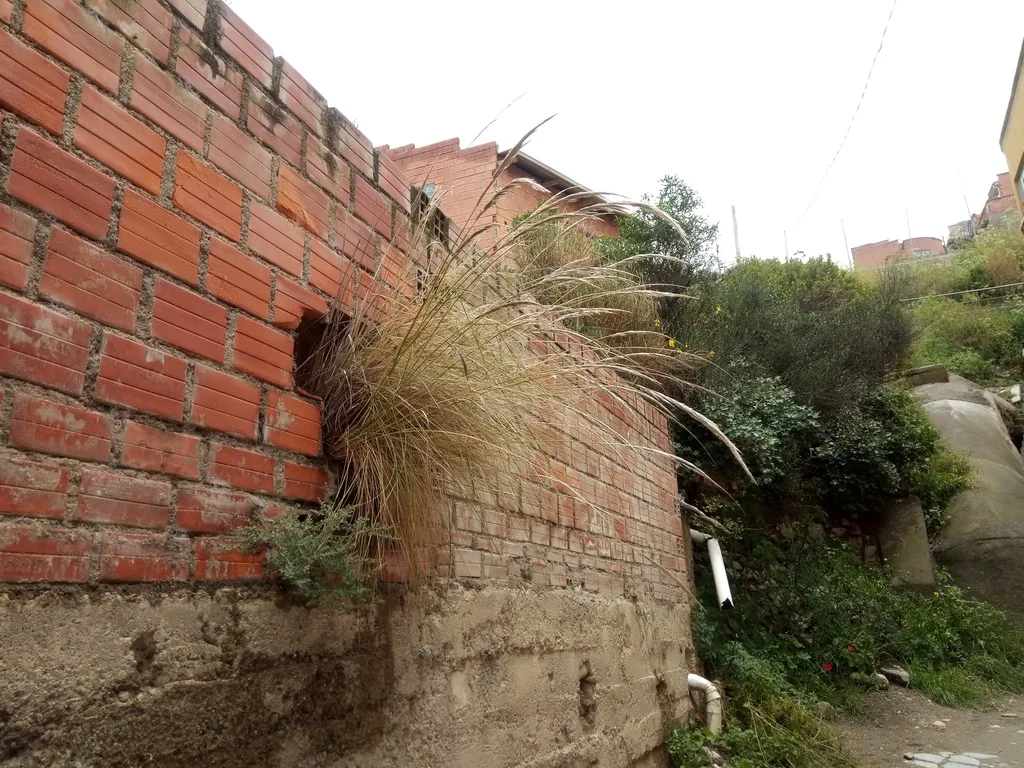 Stipa Ichu