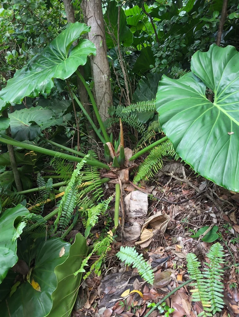 Philodendron Giganteum