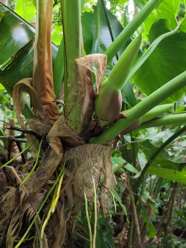 Philodendron Giganteum