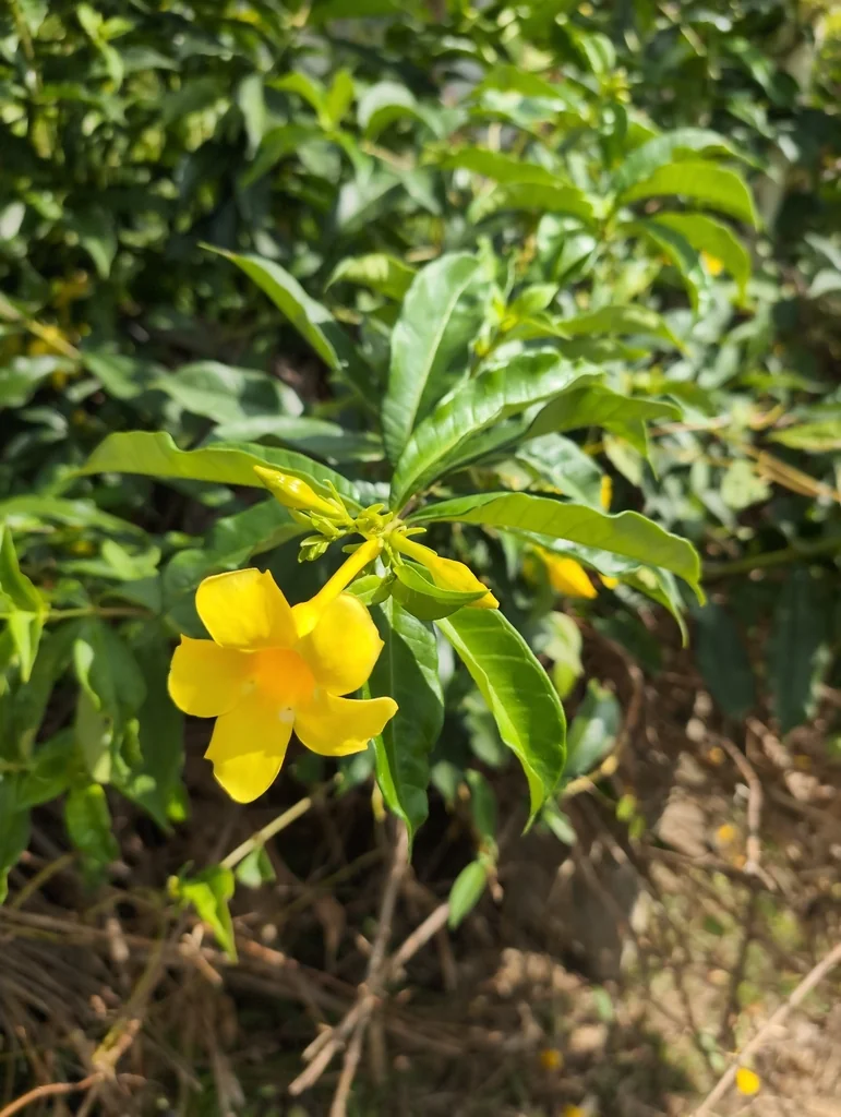 Allamanda Cathartica