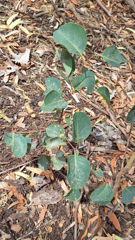 Eucalyptus Cladocalyx
