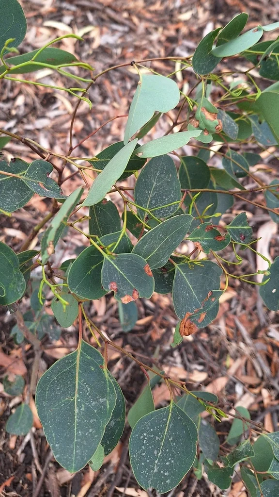 Eucalyptus Cladocalyx
