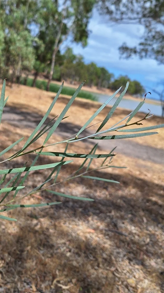 Acacia Iteaphylla