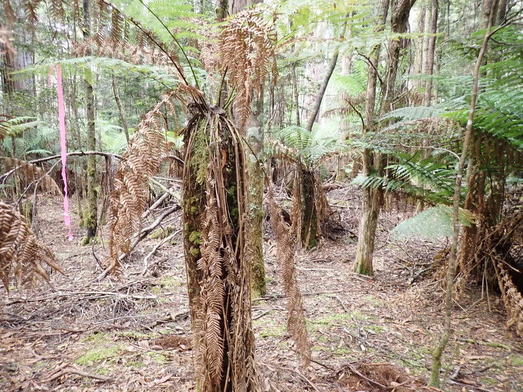 Dicksonia Antarctica