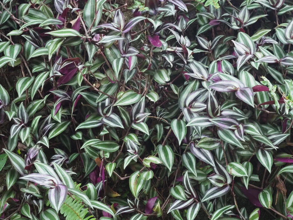 Tradescantia Zebrina