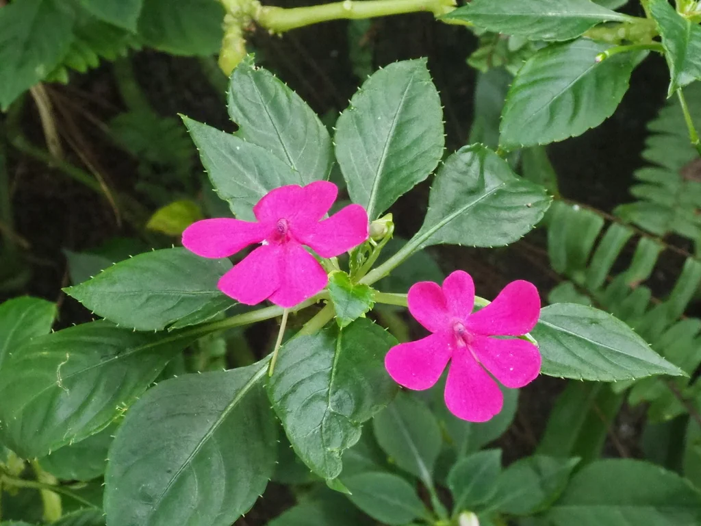 Impatiens walleriana