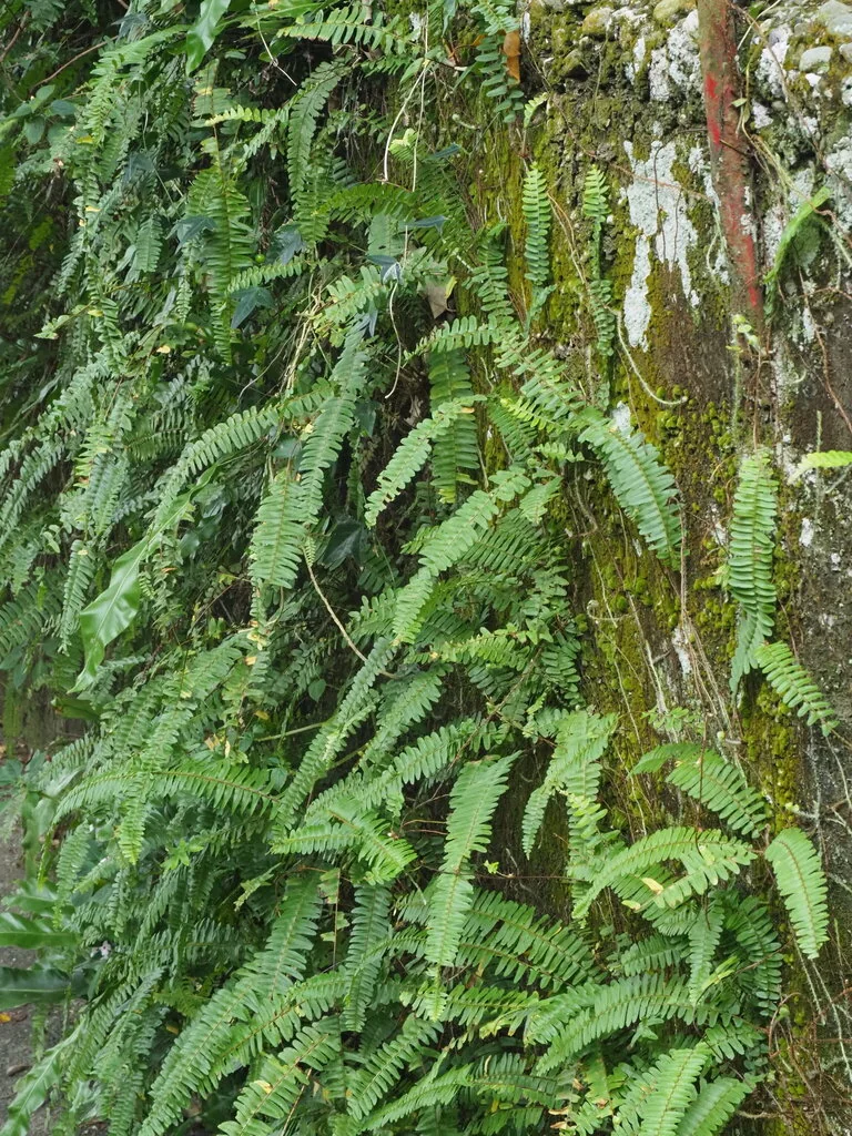 Nephrolepis cordifolia