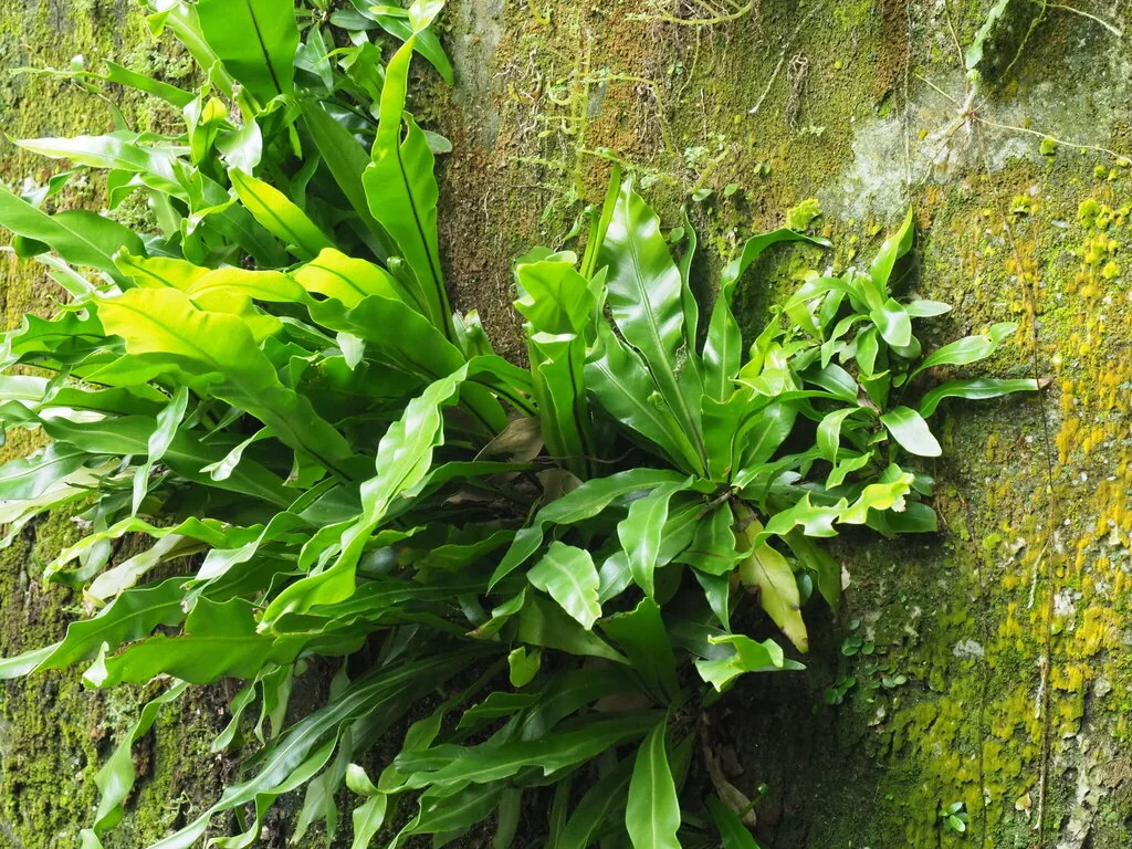 Asplenium Nidus