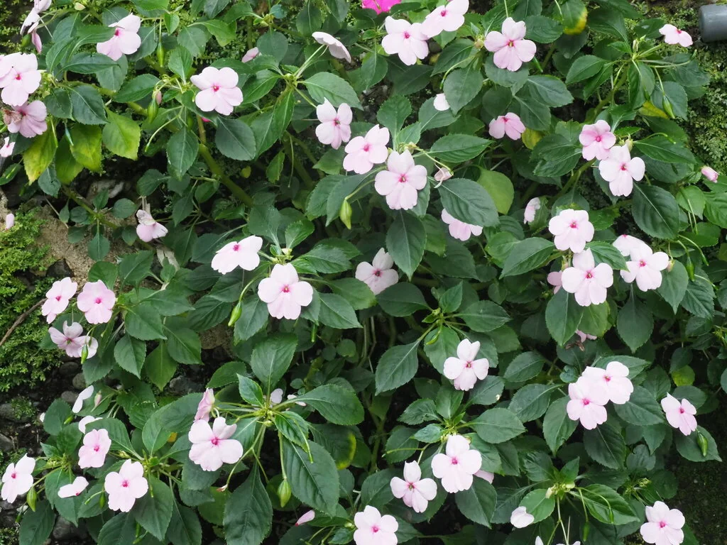 Impatiens walleriana