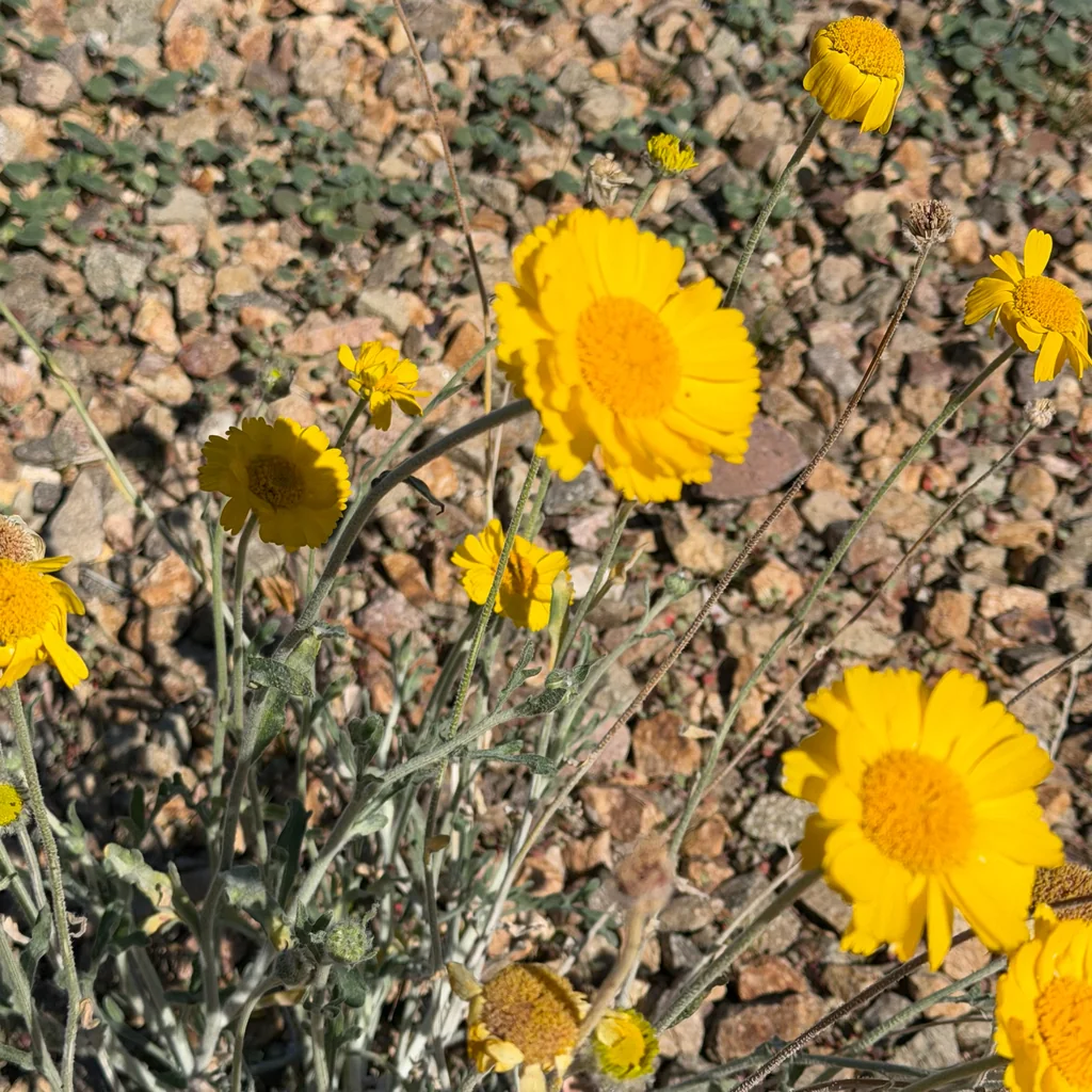 Baileya Multiradiata