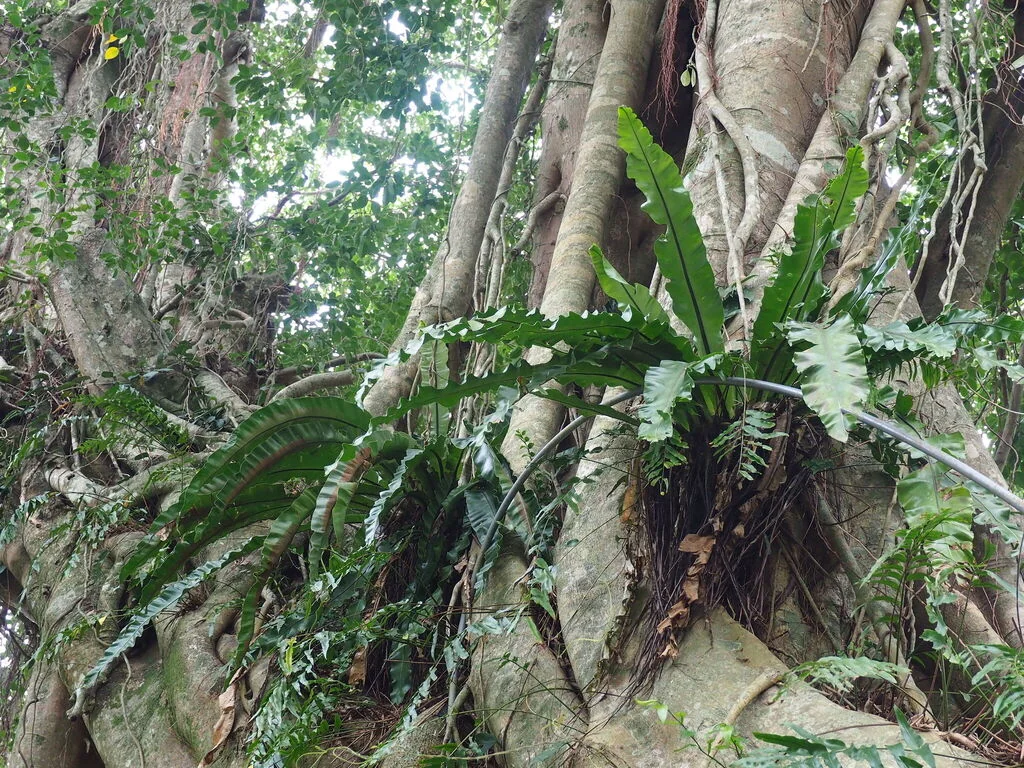 Asplenium Nidus