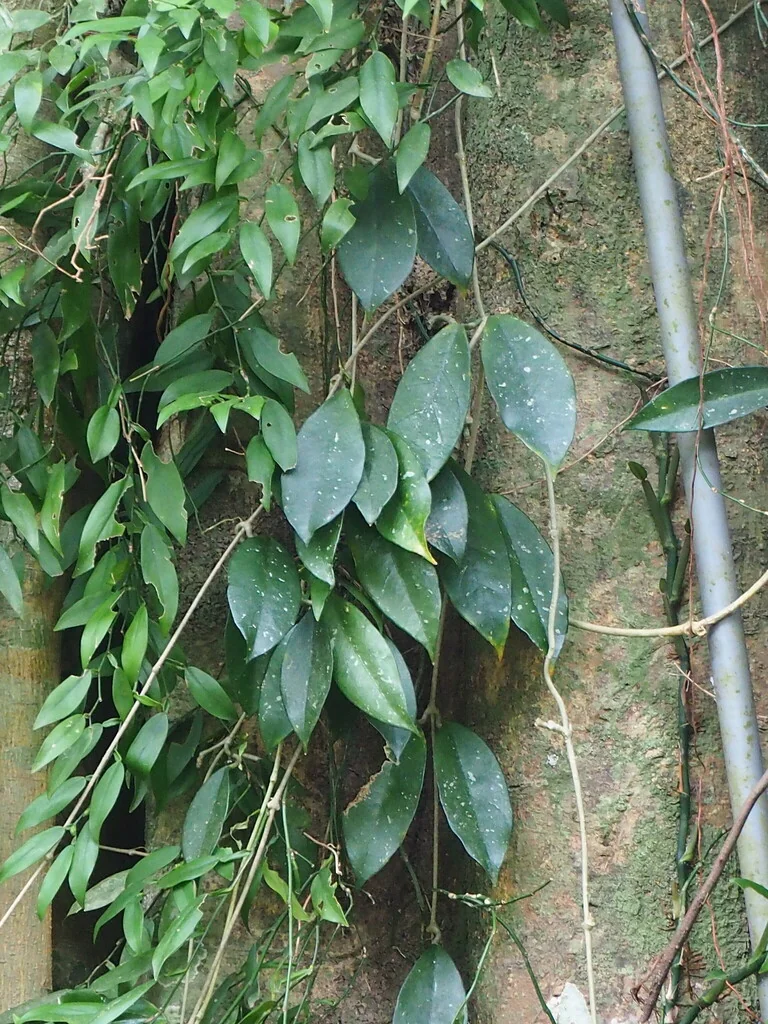 Hoya carnosa