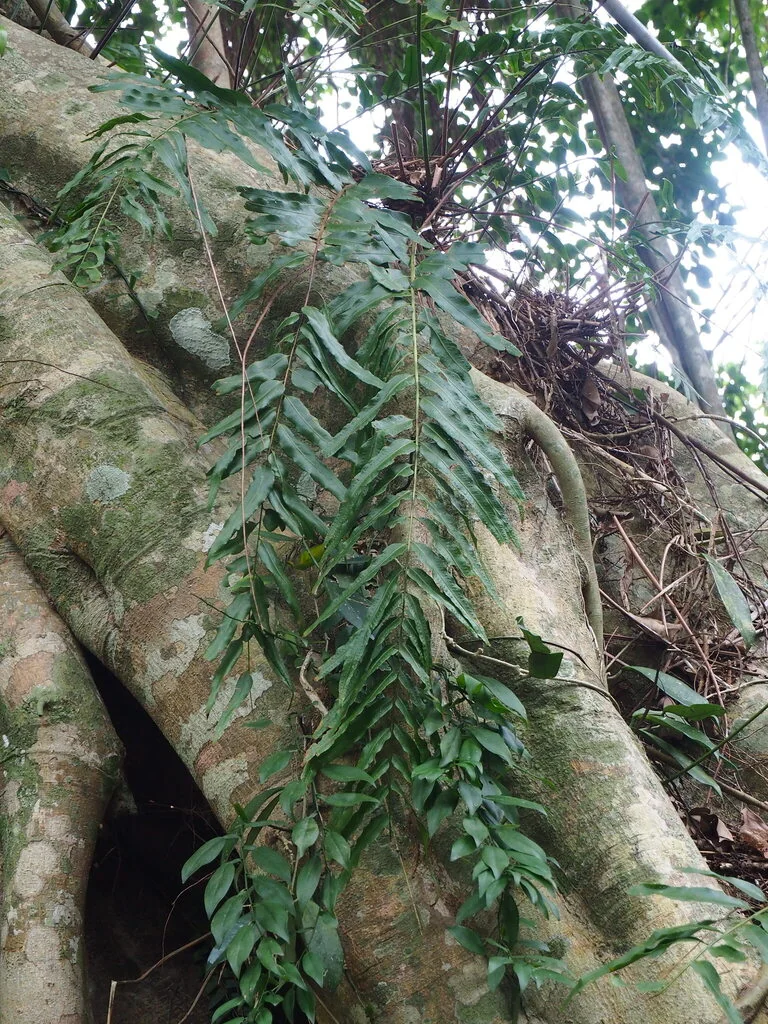 Nephrolepis biserrata