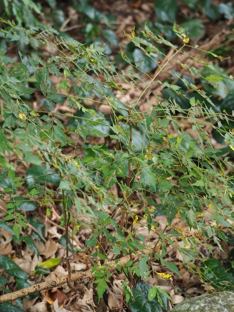 Koelreuteria Elegans