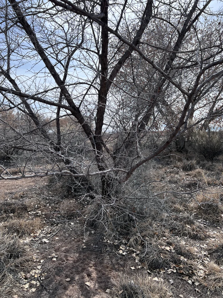 Prosopis Pubescens