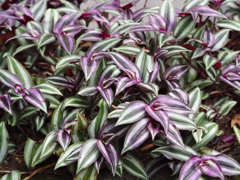 Tradescantia Zebrina