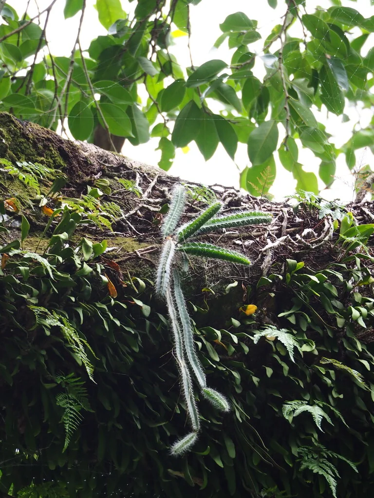 Hylocereus Undatus