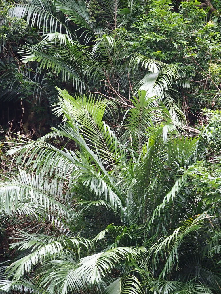 Arenga Engleri