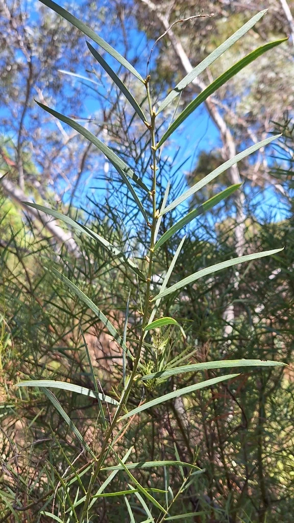 Acacia Iteaphylla