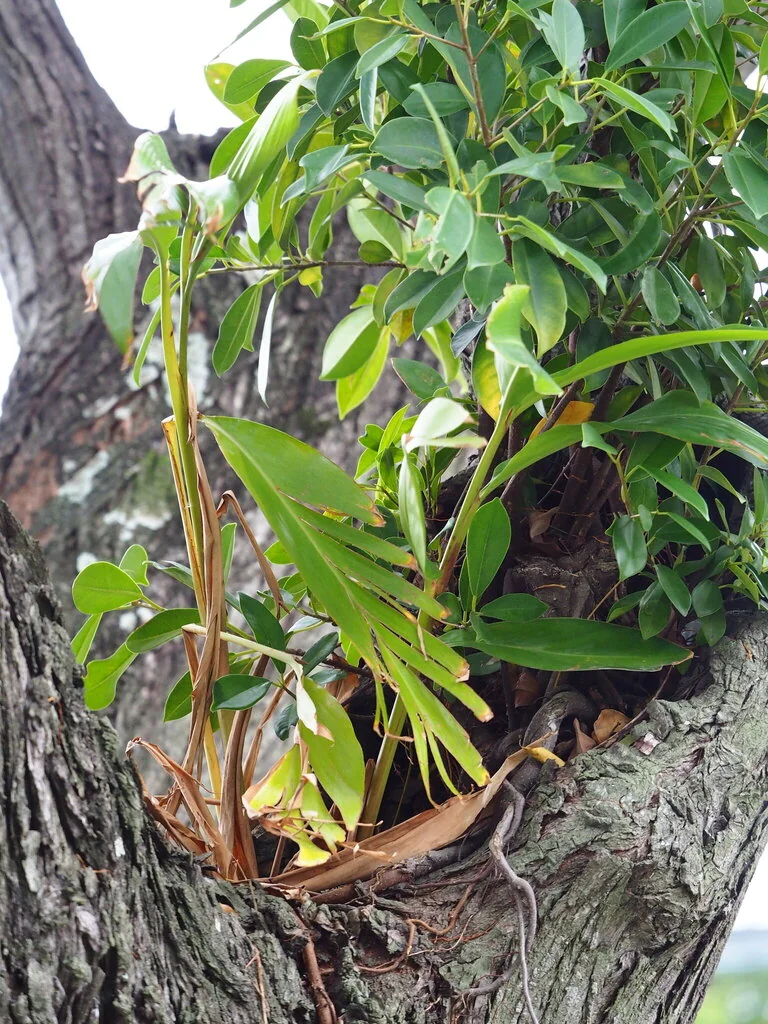 Alpinia Zerumbet