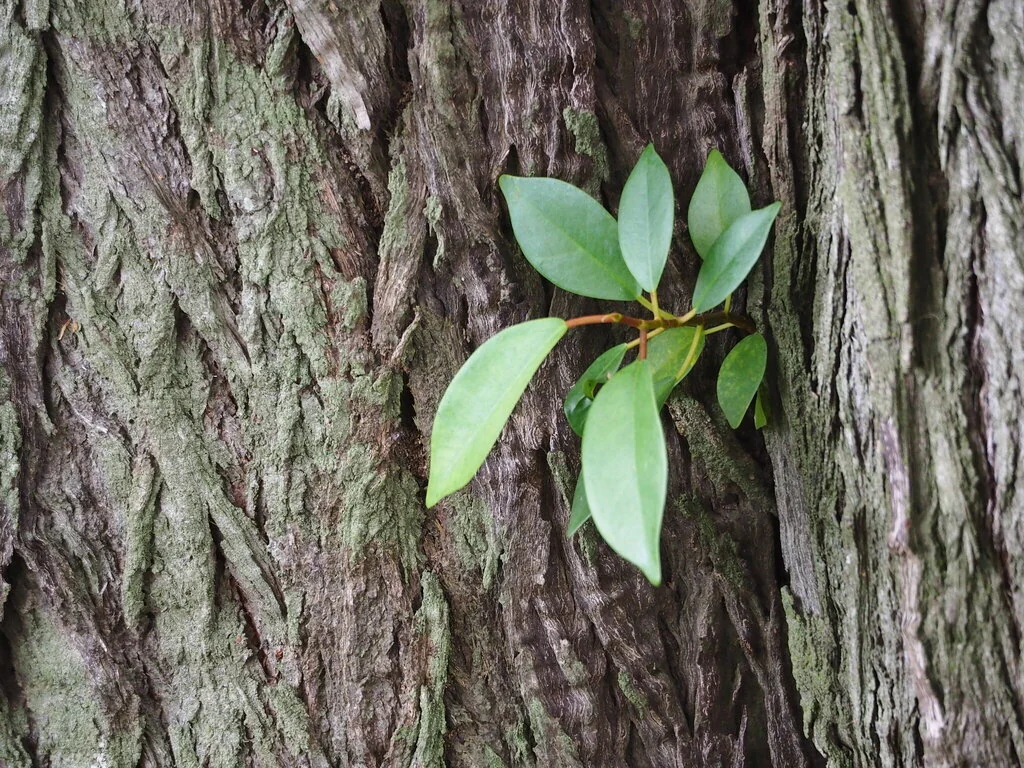 Ficus microcarpa