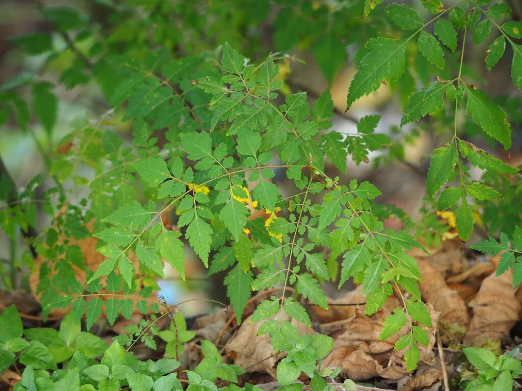 Koelreuteria Elegans